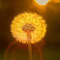 Golden dandelion