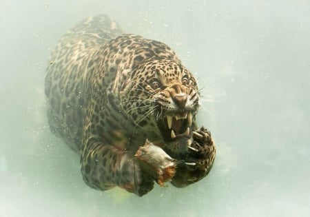 Underwater jaguar - water, jaguar, cat, animal, nature, brookimage, funny, underwater, pisici, big cat