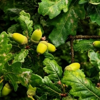 Acorns on Oak