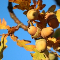 Acorns