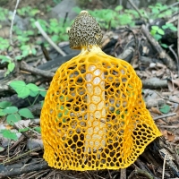 Veiled Lady Mushroom