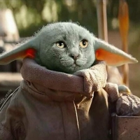 Jedi-cat