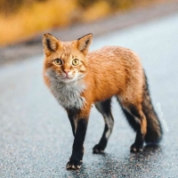 Fox-cat