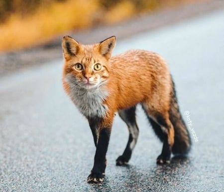 Fox-cat - fox, galina bugaevskaia, orange, cat, fantasy, animal, red, funny, pisici