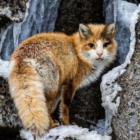 Fox-cat