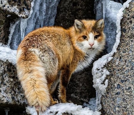 Fox-cat - vulpe, fantasy, fox, funny, red, pisicu, galina bugaevskaia, orange