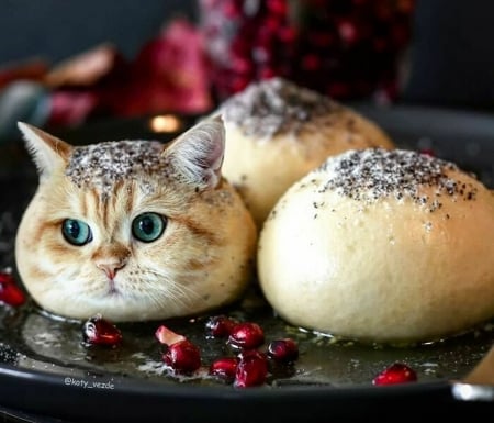 Bun-cat