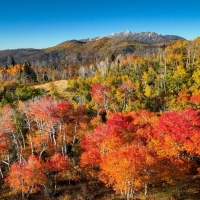 Fall in the Manti-La Sal national forest in Utah