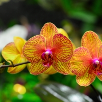 Orchids