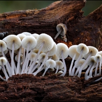 White Toadstools