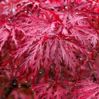 Water Drops on Leaves