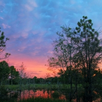 Swamp at sunset