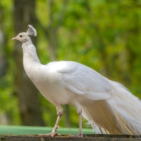 White Peacock