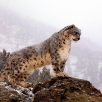 Watching snow leopard