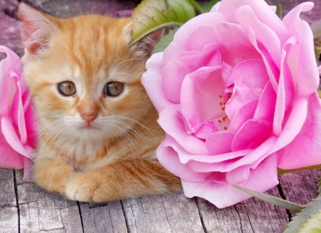 Ðšitty - animals, beautiful, cats, flowers
