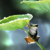 Tree Frog