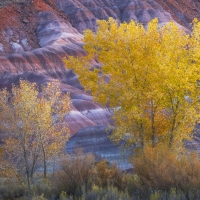 Cottonwoods against Utah badlands