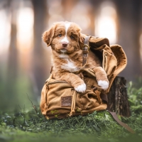 Nova Scotia Duck Tolling Retriever