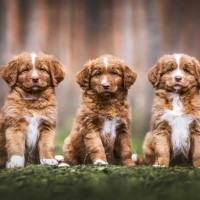 Nova Scotia Duck Tolling Retriever