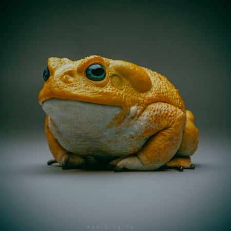 Desert Yellow Toad - vibrant, yellow, vivid, colorful, white, Desert, bright, toad, bold