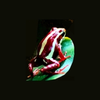 Red and White Stripe Poison Dart Frog