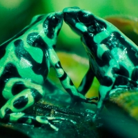 Green Stripe Poison Dart Frogs