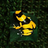 Yellow Bandit Poison Dart Frog