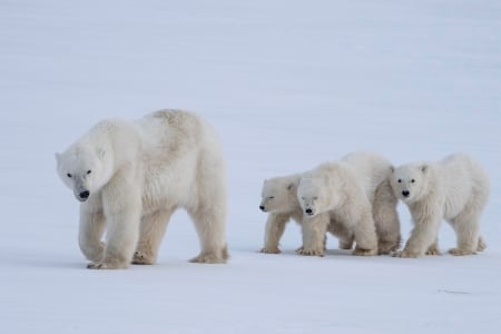 Mother Polar Bear and her 3 Cubs - ice, nature, polar bears, snow, animals