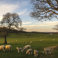 Sheep in Fall