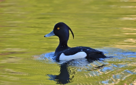 Pile-tufted Duck - bird, duck, reflection, water