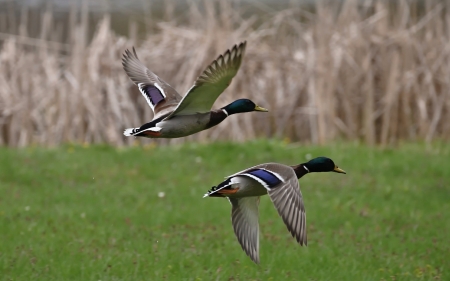Mallard Ducks - birds, duck, flight, wings