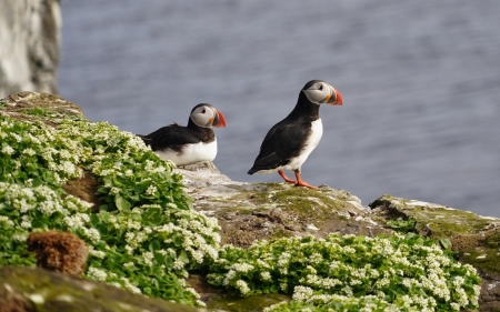 Puffins - flowers, birds, puffins, rocks