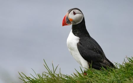 Puffin - bird, Iceland, puffin, grass