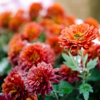 Chrysanthemum