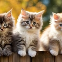 Three little kittens