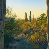 Saguaro Cacti during sunset at Saguaro National Park, Tucson Arizona