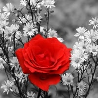 Red Rose ( Black & White Background)