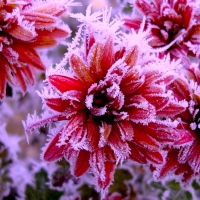 snow-covered flowers