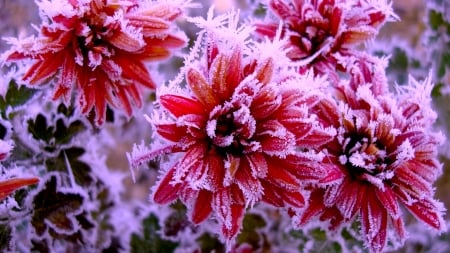 snow-covered flowers - snow, flowers, cold, dahlias