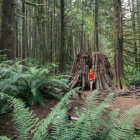 British Columbia's Rain Forest