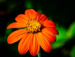 Tithonia