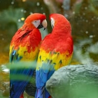 Macaws