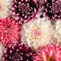 Dahlias