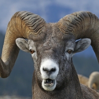 Ram