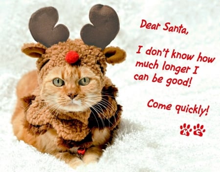 :) - brown, horns, cat, christmas, white, craciun, funny, red, pisici, card