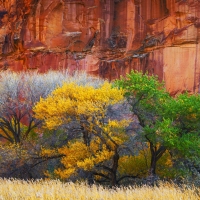 Three trees, all in different stages of life at Capitol Reef National Park, Utah