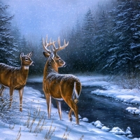 Deers