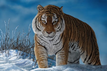 Tiger - winter, blue, martin wilneff, snow, tiger, cat, pictura, animal, amur, painting, iarna, pisici, tigru, art, big cat