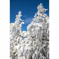 Snow Covered Trees