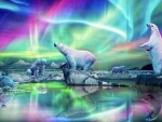 Northern Lights and Polar Bears